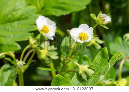 White Blooming Strawberry Flowers On Green Leaves Background In The Garden