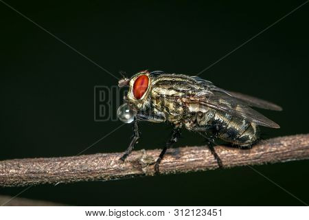 Image Of A Flies (diptera) On Brown Branch On A Natural Background. Insect. Animal.