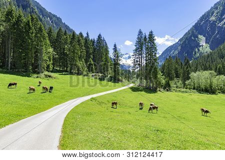 Idyllic Mountain Landscape With Cows Grazing In The Alps