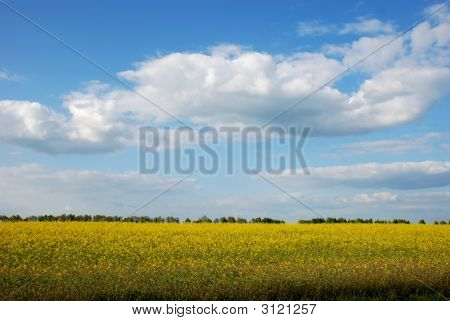 Field3