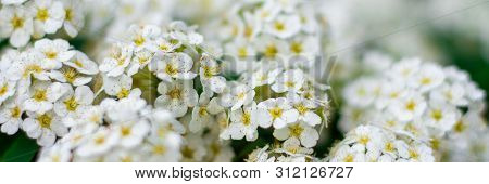 Blurred Website Spring Banner Background Of Cherry Blossoms Tree. Selective Focus. White Sunlight Fl