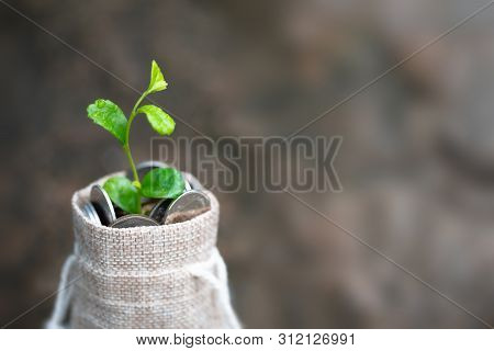 Coins In Sack And Small Plant Tree. Pension Fund, 401k, Passive Income. Savings And Making Money. In