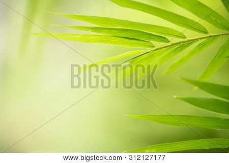 Green Leaf On Blurred Greenery Background. Beautiful Leaf Texture In Nature. Natural Background. Clo