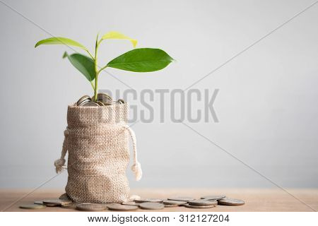 Coins In Sack And Plant Glowing In Savings Coins, Pension Fund, 401k, Passive Income, Investment And