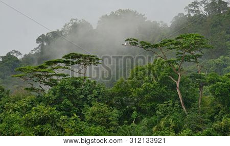 Malaysia. Island Of Borneo. White-bellied Sea Eagle (haliaeetus Leucogaster) On The Branch Of A Trop