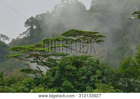 Malaysia. Island Of Borneo. White-bellied Sea Eagle (haliaeetus Leucogaster) On The Branch Of A Trop