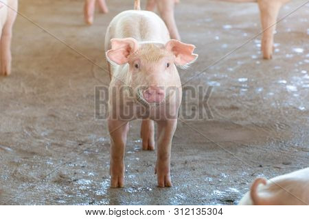 2 Month Year Old Piggy That Looks Healthy In A Local Asean Pig Farm. The Concept Of Standardized And