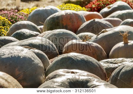 A Bunch Of Dark Brown Pumpkins On The Ground Outdoor Agriculture Farmer Food Market