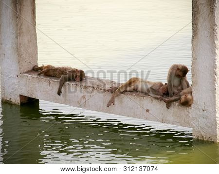 Indian Monkeys Sleeping In Different Postures Near Water