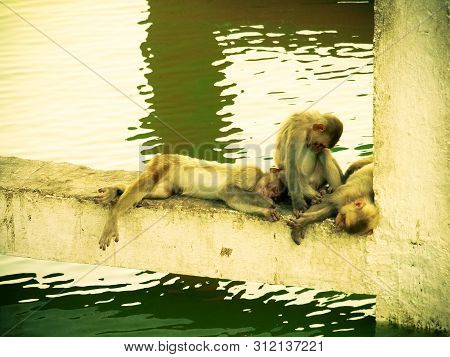 Indian Monkeys Sleeping In Different Postures Near Water