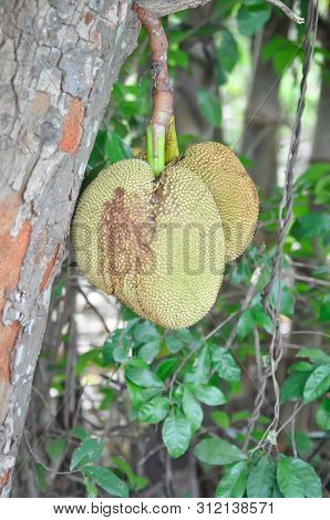 Jackfruit, Jackfruit Tree In The Orchard Or Fruit Tree
