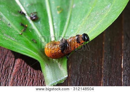 A Lily Beetle Larva Crawling On The Edge Of A Leaf