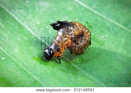 A Detailed View Of The Scarlet Lily Beetle Larva On A Leaf Background