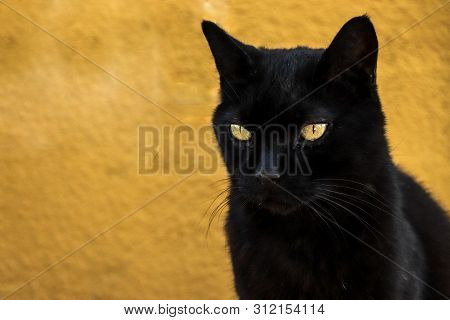 Black Cat With Yellow Eyes In Front Of Yellow Wall