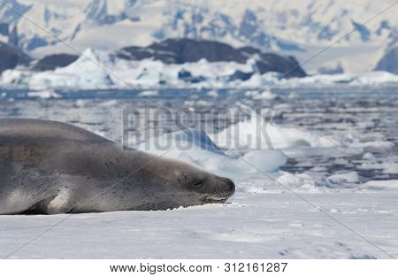 The Crabeater Seal Lobodon Carcinophaga , Also Known As The Krill-eater Seal, Is A True Seal Lying O