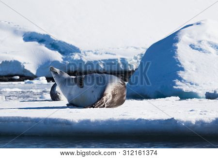 The Crabeater Seal Lobodon Carcinophaga , Also Known As The Krill-eater Seal, Is A True Seal Lying O