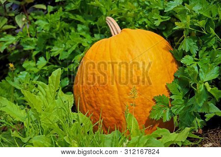 Ripe Orange Pumpkin On A Bright Green Natural Background In Symmer Garden. Colorful Card With Copy S
