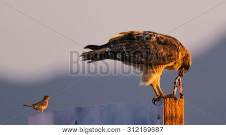 A Red Tailed Hawk Eating A Snake At Sunset