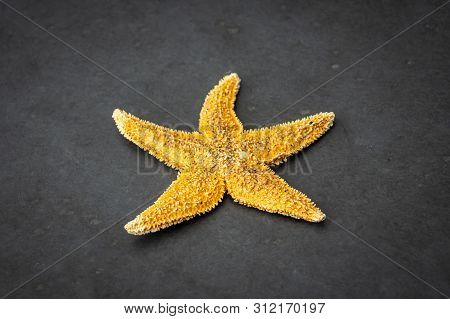 Sea Star Starfish Species From The Northern Sea In Europe Five Arms Front
