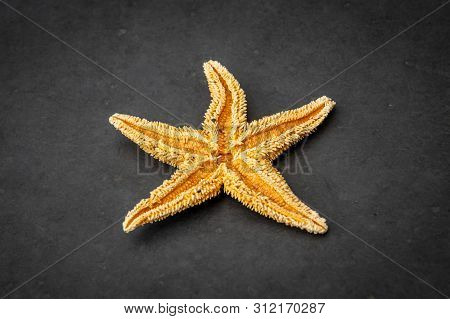Starfish Backside Species From The Northern Sea In Europe Five Arms Front