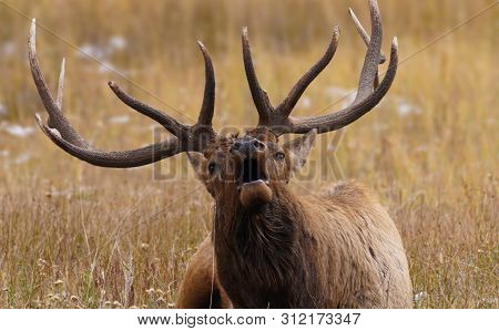 A Bull Elk Bugles While Laying Down During Rutting Season