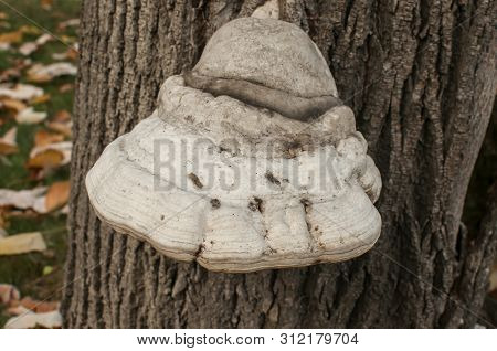 Big Tinder Fungus Fomes Fomentarius On Tree Stem Closeup On Autumn Background