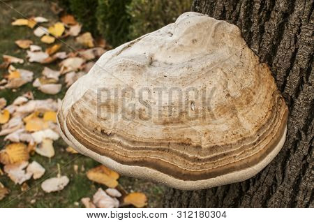 Big Tinder Fungus Fomes Fomentarius On Tree Stem Closeup On Autumn Background