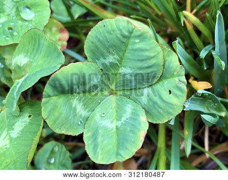 Four-leaf Clover As A Symbol Of Happiness, Buchberg - Canton Of Schaffhausen, Switzerland
