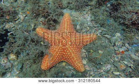 An Underwater Photo Of A Sea Star Sitting At The Bottom Of The Ocean Taken While Scuba Diving.