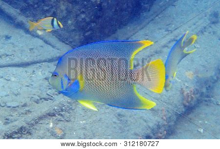 Queen Angelfish Swimming Among The Rock And Coral Reef In The Ocean.  Holacanthus Ciliaris Or Queen 