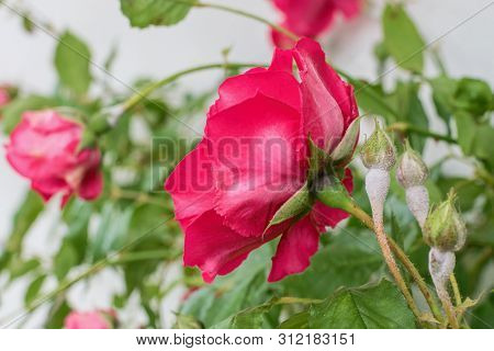 Detail Of Powdery Mildew, Plant Disease - Affected Rose Flower