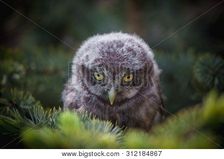 Little Owl Baby, 5 Weeks Old, On Grass