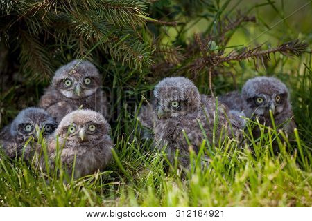 Little Owl Babies, 5 Weeks Old, On Grass