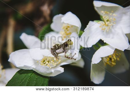 Belly-spotted Froglet With White Philadelphus Flower Bush
