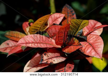 Codiaeum Variegatum Mrs Iceton, Croton, Motley Laurel, Croton Garden, Orange Jasmine . Outstanding C