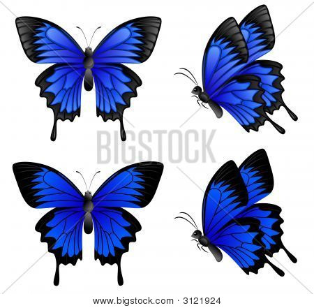 Blauer Schmetterling