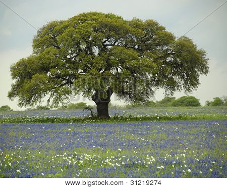 Lone Oak Tree