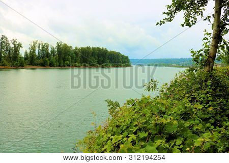 Deciduous Trees And Plants At A Temperate Forest Besides The Willamette River Near Portland, Or Duri