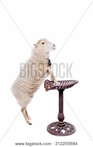 Portrait Of Sheep In Christmas Hat On White