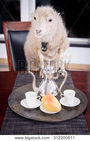 Portrait Of Sheep In Christmas Hat On White