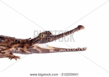The False Gharial , Tomistoma Schlegelii, On White