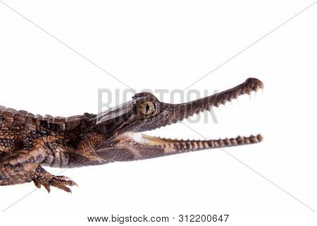 The False Gharial , Tomistoma Schlegelii, On White