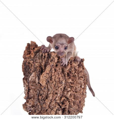 Kinkajou, Potos Flavus, 3 Mounth Old Baby On White