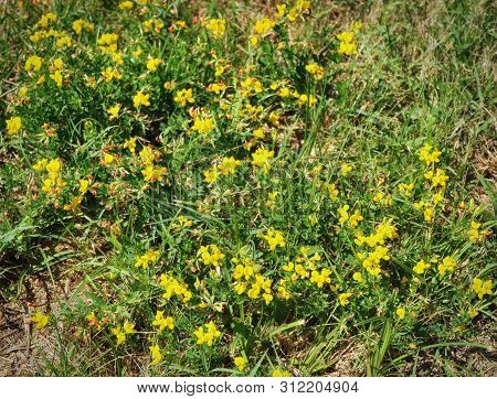 Birdsfoot Trefoil, Lotus Corniculatus, Flowers On Meadow