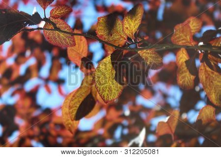 Plum Pissardi With Red Leaves. Nature Background