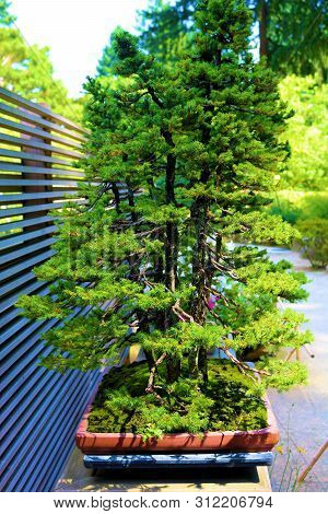Manicured Potted Bonzai Tree Besides A Rustic Wooden Fence Taken On An Outdoor Patio At A Zen Medita