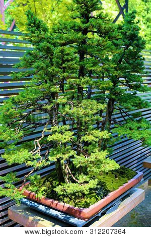 Manicured Potted Bonzai Tree On A Outdoor Residential Patio In A Zen Meditation Garden