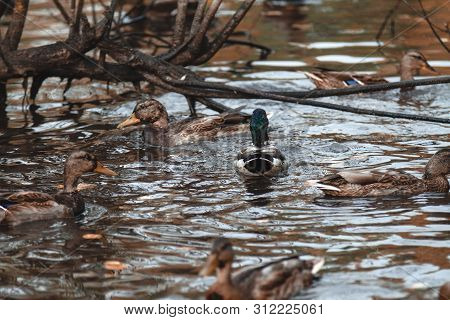 In The Autumn Park The Drake Swims In The Lake, Surrounded By Ducks. The Concept Of Polygamy