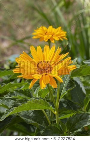 Heliopsis Helianthoides False Sunflower, Rough Heliopsis, Orange Sunflower, Ox Eye. Yellow Garden De