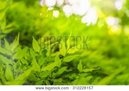 Closeup Selective Focus Of Beautiful Green Leaves On Blurred Greenery Background In Garden With Copy